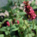 Persicaria `Fat Domino` (klein)