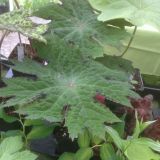 Podophyllum `Spotty Dotty` (klein)