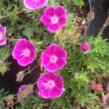 Geranium sanguineum `Elke` (klein)