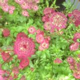 Astrantia major `Star of Beauty` (klein)