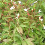 Gillenia triFoliata (klein)
